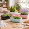 Chậu thuyền nhiều màu cho cây cảnh sen đá, xương rồng và Mix đa dạng, giá ưu đãi 79.000₫