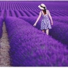 Chậu Trắng Sẵn Oải Hương Lavender - Bàn Chịu Nhiệt, Jun Garden GH Giá Ưu Đãi 80k