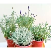 Chậu Trắng Sẵn Oải Hương Lavender - Bàn Chịu Nhiệt, Jun Garden GH Giá Ưu Đãi 80k 4