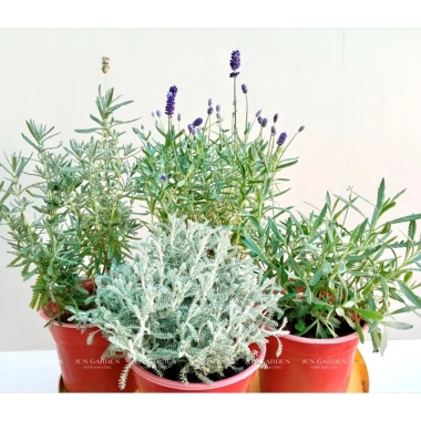 Chậu Trắng Sẵn Oải Hương Lavender - Bàn Chịu Nhiệt, Jun Garden GH Giá Ưu Đãi 80k