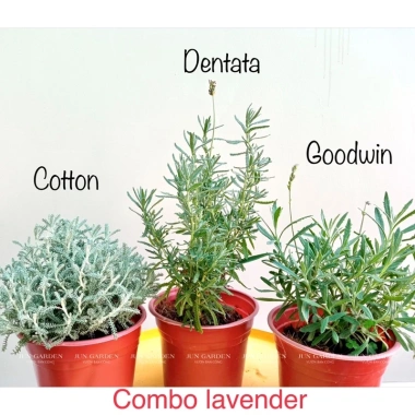 Chậu Trắng Sẵn Oải Hương Lavender - Bàn Chịu Nhiệt, Jun Garden GH Giá Ưu Đãi 80k