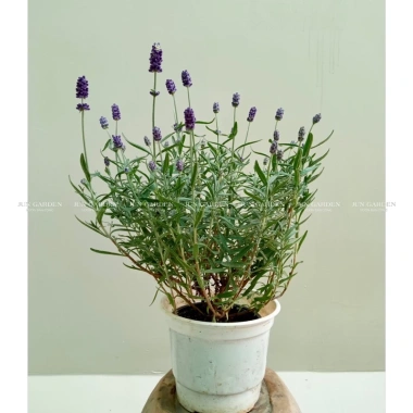 Chậu Trắng Sẵn Oải Hương Lavender - Bàn Chịu Nhiệt, Jun Garden GH Giá Ưu Đãi 80k