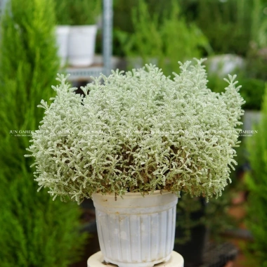 Chậu Trắng Sẵn Oải Hương Lavender - Bàn Chịu Nhiệt, Jun Garden GH Giá Ưu Đãi 80k