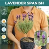 Chậu Trắng Sẵn Oải Hương Lavender - Bàn Chịu Nhiệt, Jun Garden GH Giá Ưu Đãi 80k 9