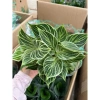 Chậu Trầu Bà Kim Cương 25cm - Decor Bàn Làm Việc & Kệ Sách, Giá 20.000₫