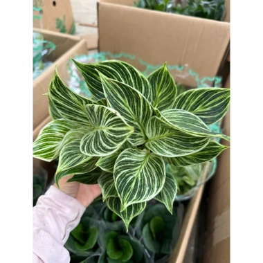 Chậu Trầu Bà Kim Cương 25cm - Decor Bàn Làm Việc & Kệ Sách, Giá 20.000₫