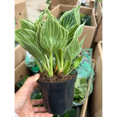 Chậu Trầu Bà Kim Cương 25cm - Decor Bàn Làm Việc & Kệ Sách, Giá 20.000₫ 2