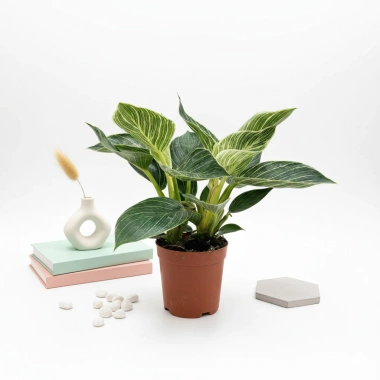 Chậu Trầu Bà Kim Cương 25cm - Decor Bàn Làm Việc & Kệ Sách, Giá 20.000₫ 4