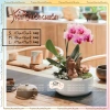 Chậu Tròn Gốm Bát Tràng Trồng Hoa Lan & Bonsai Để Bàn - Giá Ưu Đãi 35,000₫ | Tiệm Chuồn Chuồn