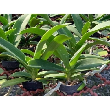 Chậu trồng cây 5 cốc Ngọc Điểm Đai Trâu, Nghinh Xuân 9 tháng, 5 màu, giá rẻ 112k