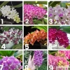Chậu trồng cây 5 cốc Ngọc Điểm Đai Trâu, Nghinh Xuân 9 tháng, 5 màu, giá rẻ 112k 2