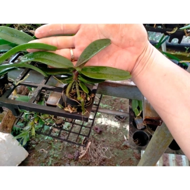 Chậu trồng cây 5 cốc Ngọc Điểm Đai Trâu, Nghinh Xuân 9 tháng, 5 màu, giá rẻ 112k