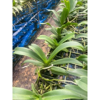 Chậu trồng cây 5 cốc Ngọc Điểm Đai Trâu, Nghinh Xuân 9 tháng, 5 màu, giá rẻ 112k 8 Chậu trồng cây 5 cốc Ngọc Điểm Đai Trâu, Nghinh Xuân 9 tháng, 5 màu, giá rẻ 112k 8