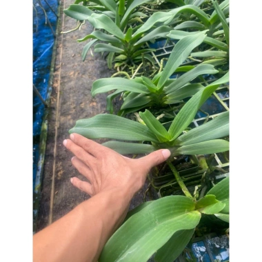 Chậu trồng cây 5 cốc Ngọc Điểm Đai Trâu, Nghinh Xuân 9 tháng, 5 màu, giá rẻ 112k