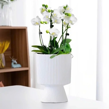 Chậu trồng cây cầm hoa hiện đại, trang trí phòng khách, bàn cây xanh 135k