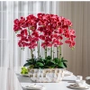 Chậu trồng hoa lan Hồ Điệp khảm trai - Giá ưu đãi 299.000, trang trí nội thất