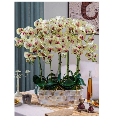 Chậu trồng hoa lan Hồ Điệp khảm trai - Giá ưu đãi 299.000, trang trí nội thất 6