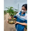 Chậu Túi Tiền Kim Ngân Thần Tài Siêu Đẹp - Hỏa Tốc HN Giá Ưu Đãi 279.200 VND