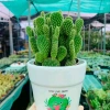 Chậu Xương rồng tai thỏ trồng sẵn để bàn - Tiệm cây xanh lá, chỉ 70.000₫ 2
