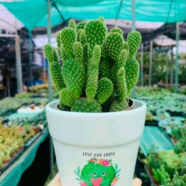 Chậu Xương rồng tai thỏ trồng sẵn để bàn - Tiệm cây xanh lá, chỉ 70.000₫ 2 Chậu Xương rồng tai thỏ trồng sẵn để bàn - Tiệm cây xanh lá, chỉ 70.000₫ 2
