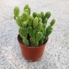 Chậu Xương rồng tai thỏ trồng sẵn để bàn - Tiệm cây xanh lá, chỉ 70.000₫ 3