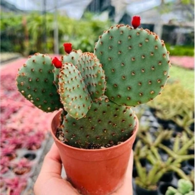 Chậu Xương rồng tai thỏ trồng sẵn để bàn - Tiệm cây xanh lá, chỉ 70.000₫ 6 Chậu Xương rồng tai thỏ trồng sẵn để bàn - Tiệm cây xanh lá, chỉ 70.000₫ 6
