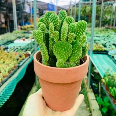 Chậu Xương rồng tai thỏ trồng sẵn để bàn - Tiệm cây xanh lá, chỉ 70.000₫ 7 Chậu Xương rồng tai thỏ trồng sẵn để bàn - Tiệm cây xanh lá, chỉ 70.000₫ 7