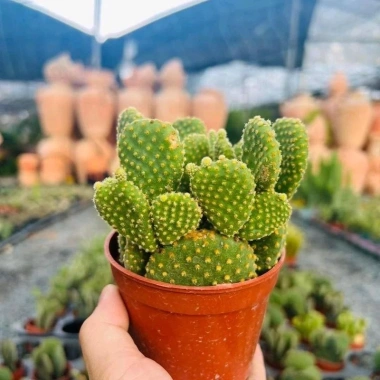 Chậu Xương rồng tai thỏ trồng sẵn để bàn - Tiệm cây xanh lá, chỉ 70.000₫ 8 Chậu Xương rồng tai thỏ trồng sẵn để bàn - Tiệm cây xanh lá, chỉ 70.000₫ 8
