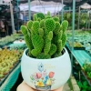 Chậu Xương rồng tai thỏ trồng sẵn để bàn - Tiệm cây xanh lá, chỉ 70.000₫ 9