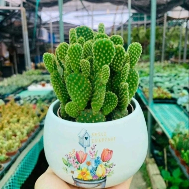 Chậu Xương rồng tai thỏ trồng sẵn để bàn - Tiệm cây xanh lá, chỉ 70.000₫ 9 Chậu Xương rồng tai thỏ trồng sẵn để bàn - Tiệm cây xanh lá, chỉ 70.000₫ 9