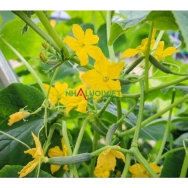 Chế phẩm siêu ra hoa Agri Thịnh Vượng – Tăng hoa cái, chống rụng hoa, an toàn cho mọi cây trồng, giảm còn 70.000đ