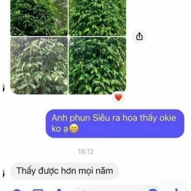 Chế phẩm siêu ra hoa Agri Thịnh Vượng – Tăng hoa cái, chống rụng hoa, an toàn cho mọi cây trồng, giảm còn 70.000đ