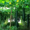 Chế phẩm siêu ra hoa Agri Thịnh Vượng – Tăng hoa cái, chống rụng hoa, an toàn cho mọi cây trồng, giảm còn 70.000đ 7