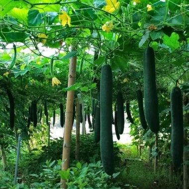Chế phẩm siêu ra hoa Agri Thịnh Vượng – Tăng hoa cái, chống rụng hoa, an toàn cho mọi cây trồng, giảm còn 70.000đ