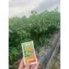 Chế phẩm sinh học nano NBC 50ml – Ngâm hạt, phun cây, kích nảy mầm, tăng hoa, giảm rụng trái, an toàn – Giá 7.700₫ 5