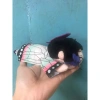 Chibi Thánh Gươm Độc Quyền - Đồ chơi siêu dễ thương, giá chỉ 39.000 VNĐ 2
