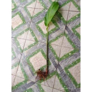 Chồi Cây Giống Lá Dong Gói Bánh - Giá chỉ 15.000 VND, giảm từ 18.150 2 Chồi Cây Giống Lá Dong Gói Bánh - Giá chỉ 15.000 VND, giảm từ 18.150 2