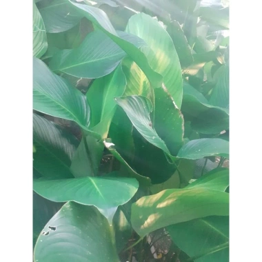 Chồi Cây Giống Lá Dong Gói Bánh - Giá chỉ 15.000 VND, giảm từ 18.150