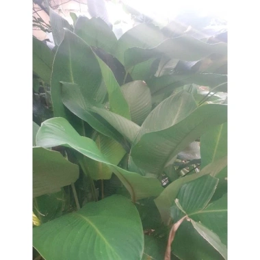 Chồi Cây Giống Lá Dong Gói Bánh - Giá chỉ 15.000 VND, giảm từ 18.150