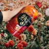 Choya Mơ đào đỏ - Mơ đường nâu 620k, giảm còn 485k, trái cây tươi ngọt tự nhiên 6