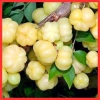 Chùm ruột muối ớt đặc biệt dẻo chua cay - Mứt trái cây ăn vặt văn phòng | HTC Foods 109k 9