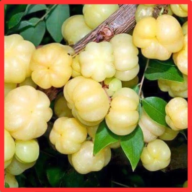 Chùm ruột muối ớt đặc biệt dẻo chua cay - Mứt trái cây ăn vặt văn phòng | HTC Foods 109k 9