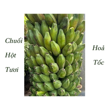 Chuối Hột Tươi 2kg Giảm Giá - Ngâm Rượu Tốt Chỉ 65000đ/Kg Thay 79300đ 2