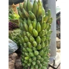 Chuối Hột Tươi 2kg Giảm Giá - Ngâm Rượu Tốt Chỉ 65000đ/Kg Thay 79300đ 4