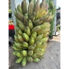 Chuối Hột Tươi 2kg Giảm Giá - Ngâm Rượu Tốt Chỉ 65000đ/Kg Thay 79300đ 5