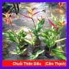 Chuối Thiên Điểu Cẩm Thạch Siêu Bông - Cây Cảnh Trong Nhà Giá Ưu Đãi 45.000đ
