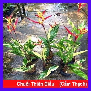 Chuối Thiên Điểu Cẩm Thạch Siêu Bông - Cây Cảnh Trong Nhà Giá Ưu Đãi 45.000đ