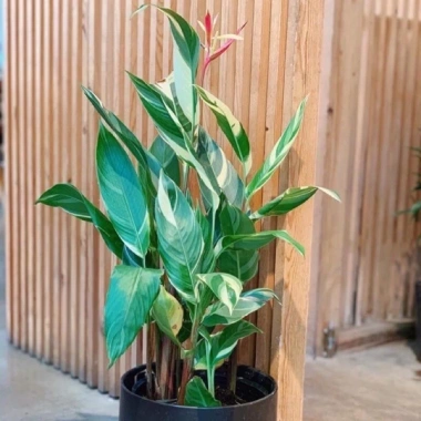 Chuối Thiên Điểu Cẩm Thạch Siêu Bông - Cây Cảnh Trong Nhà Giá Ưu Đãi 45.000đ