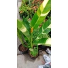 Chuối Thiên Điểu Cẩm Thạch Siêu Bông - Cây Cảnh Trong Nhà Giá Ưu Đãi 45.000đ 5