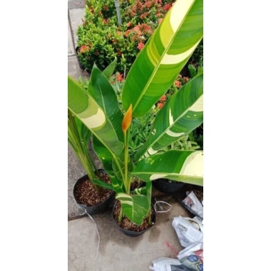 Chuối Thiên Điểu Cẩm Thạch Siêu Bông - Cây Cảnh Trong Nhà Giá Ưu Đãi 45.000đ